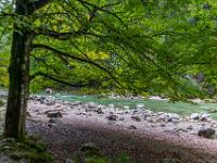 Buche am Ufer der Brandenberger Ache